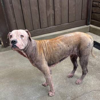 Princess 3701 -  Mixed Breed Dog for Adoption in Loxahatchee Groves, Florida - Princess 3701 | PetCurious