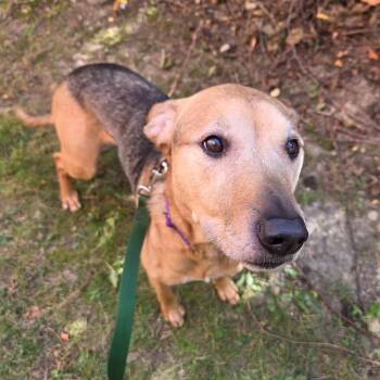 Angie -  Mixed Breed Dog for Adoption in Mentor, Ohio - Angie | PetCurious