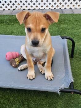 Rescue Labrador Retriever Dogs for Adoption in Mesa, Arizona - Dylan | PetCurious