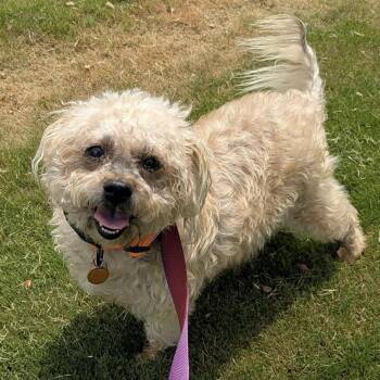 Bear -  Shorkie Dog for Adoption in Pelham, New Hampshire - Bear | PetCurious