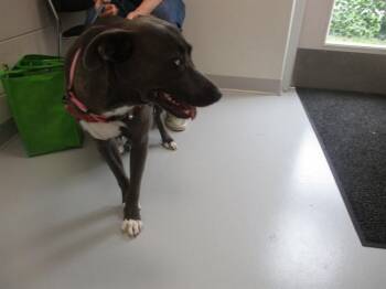 LADY -  Pointer and Mixed Breed Dog for Adoption in Ocala, Florida - LADY | PetCurious