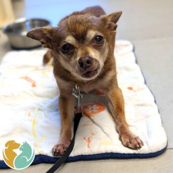 Paco -  Chihuahua Dog Available for Adoption in Toledo, Ohio - Paco | PetCurious