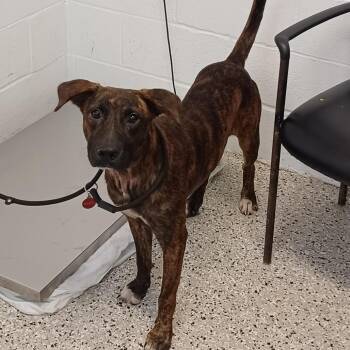 Mascot -  Pointer and Plott Hound Dog for Adoption in Hattiesburg, Mississippi - Mascot | PetCurious
