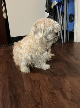 Cairn Terrier Dogs Available for Adoption in Dallas, Texas - BLESSED | PetCurious