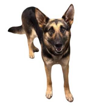 German Shepherd Dog Dogs Available for Adoption in Red Bluff, California - Winifred | PetCurious