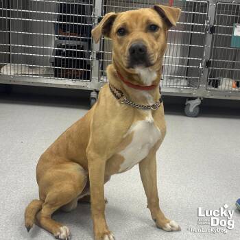 Retriever and Shepherd Dogs Available for Adoption - Antarctica | PetCurious