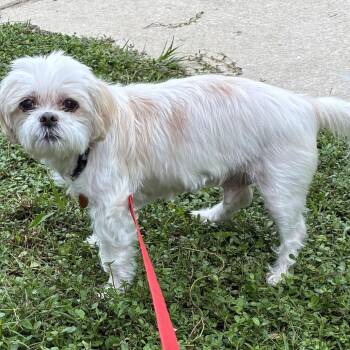 Beaver 29952 -  Shih Tzu Dog for Adoption in Middleburg, Florida - Beaver 29952 | PetCurious