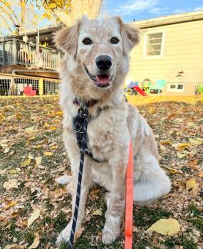 Rescue Terrier Dogs for Adoption in Fort Lupton, Colorado - Bricklebaum | PetCurious