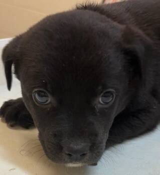 Pit Bull Terrier Dogs Available for Adoption in Elizabethton, Tennessee - KATRINA | PetCurious