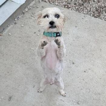 Bichon Frise and Poodle Dogs Available for Adoption in Blue Earth, Minnesota - Cooper | PetCurious