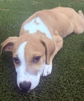 Austin -  Rhodesian Ridgeback Dog for Adoption in The Woodlands, Texas - Austin | PetCurious