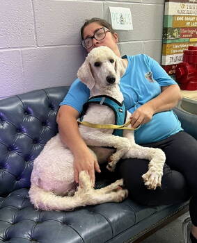 Rescue Standard Poodle Dogs for Adoption in Columbia, Tennessee - Winston DD | PetCurious