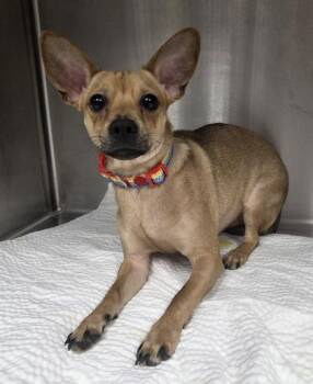 Chihuahua and Mixed Breed Dogs Available for Adoption - Ferb | PetCurious