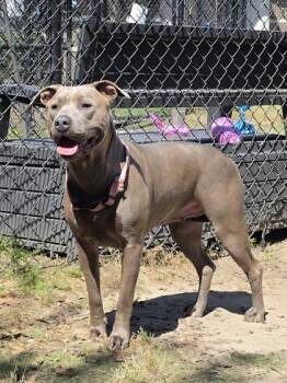 Pit Bull Terrier and Mixed Breed Dogs Available for Adoption in Conway, South Carolina - Storm | PetCurious