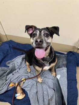 Rescue Pit Bull Terrier and Mixed Breed Dogs for Adoption in Chula Vista, California - BONITO | PetCurious