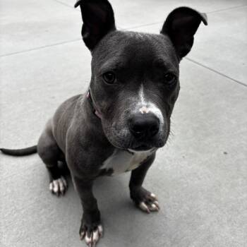 Ella -  Pit Bull Terrier Dog for Adoption in Matteson, Illinois - Ella | PetCurious