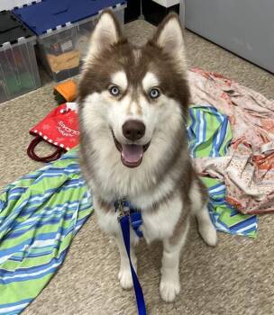 WOLFE -  Siberian Husky Dog for Adoption in Boston, Massachusetts - WOLFE | PetCurious
