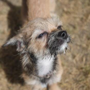 Sweet Baby James -  Chihuahua and Pug Dog for Adoption in Coachella, California - Sweet Baby James | PetCurious