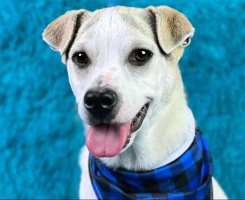 Rescue Beagle and Boxer Dogs for Adoption in Hondo, Texas - Titus - Little Ears And A BIG Heart! Such A Good Boy! | PetCurious