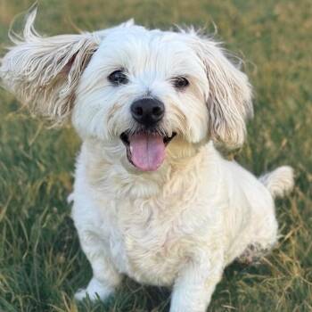 Maltese Dogs Available for Adoption in Newport Beach, California - Archie Von Marshmellow | PetCurious