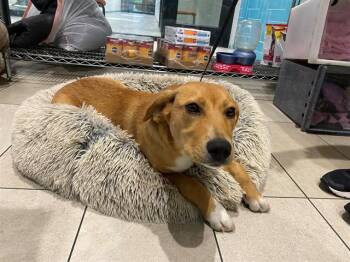 Labrador Retriever Dogs Available for Adoption - LUCKY | PetCurious