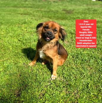 Zoey -  Spaniel Dog for Adoption in Oviedo, Florida - Zoey | PetCurious