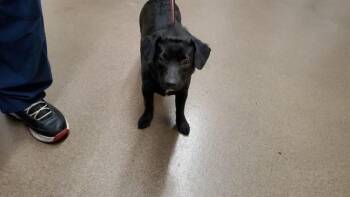 Chihuahua and Pit Bull Terrier Dogs Available for Adoption in Aurora, Illinois - ROCKY | PetCurious