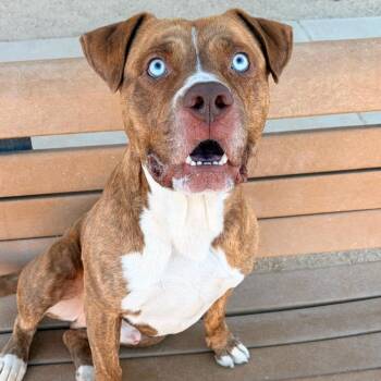 Cairo -  Pit Bull Terrier Dog for Adoption in Reno, Nevada - Cairo | PetCurious