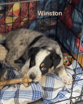 Australian Cattle Dog Blue Heeler Dogs Available for Adoption in Lexington, Kentucky - Winston  | PetCurious