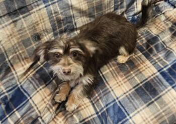 Shih Tzu and Chihuahua Dogs Available for Adoption in Ocean Township, New Jersey - Momo- Instant Fun | PetCurious