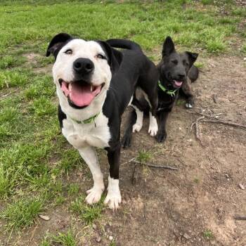 Ham Bone -  Pit Bull Terrier and Mixed Breed Dog for Adoption in Klein, Texas - Ham Bone | PetCurious