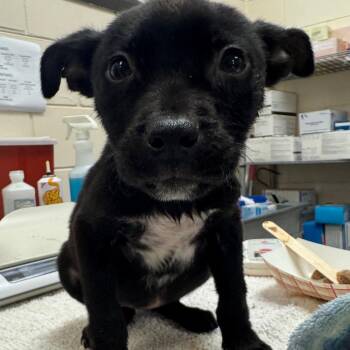 Mixed Breed Dogs Available for Adoption in Englewood, Florida - Leia | PetCurious