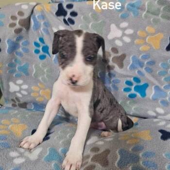 Kase -  Terrier and Mixed Breed Dog for Adoption in Buffalo, Minnesota - Kase | PetCurious