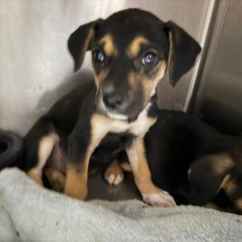 Mixed Breed Dogs Available for Adoption in Savannah, Georgia - Dora Wedding | PetCurious