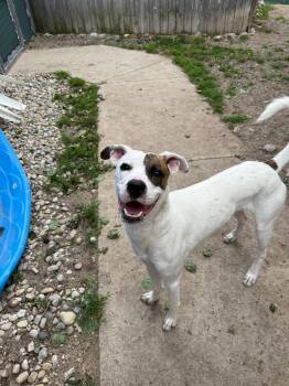 Rufus -  Boxer Dog for Adoption in Bellaire, Michigan - Rufus | PetCurious