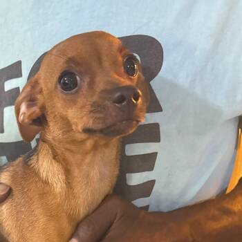 Penny -  Chihuahua Dog for Adoption in Casa Grande, Arizona - Penny | PetCurious