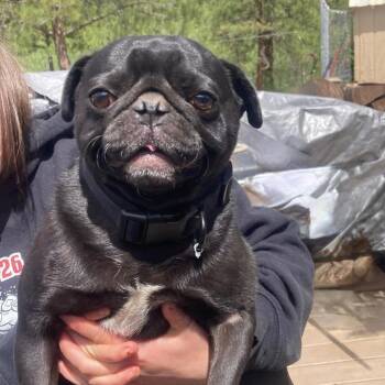 Bear -  Pug Dog for Adoption in Tonasket, Washington - Bear | PetCurious