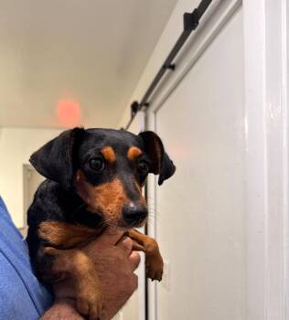 Mixed Breed Dogs Available for Adoption in Labelle, Florida - Dog 2 | PetCurious