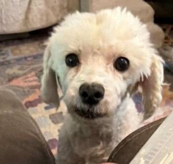 Roxy -  Poodle Dog for Adoption in Larkfield-wikiup, California - Roxy | PetCurious