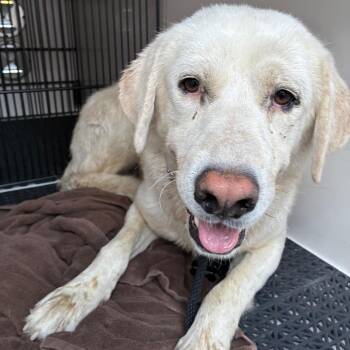 Clyde -  Yellow Labrador Retriever Dog for Adoption in Pasadena, California - Clyde | PetCurious