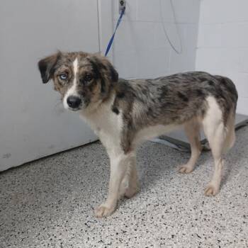 Eva -  Catahoula Leopard Dog and Australian Shepherd Dog for Adoption in Hattiesburg, Mississippi - Eva | PetCurious