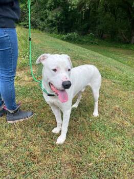 Terrier Dogs Available for Adoption in Cambridge, Maryland - Rein | PetCurious