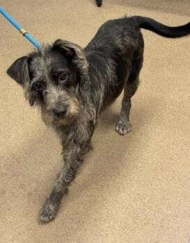Azuki -  Mixed Breed Dog for Adoption in Chamblee, Georgia - Azuki | PetCurious