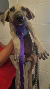 GEORGIE -  German Shepherd Dog Dog for Adoption in San Bernardino, California - GEORGIE | PetCurious
