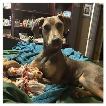 Eddie Munster aka Doc McGee NS -  Doberman Pinscher and Hound Dog for Adoption in Austin, Texas - Eddie Munster Aka Doc McGee NS | PetCurious