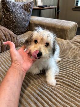 Mabel -  Yorkshire Terrier and Dachshund Dog for Adoption in Rowlett, Texas - Mabel | PetCurious