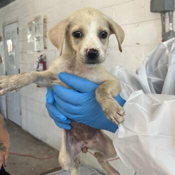 Vanilla -  Shepherd Dog for Adoption in Edinburg, Texas - Vanilla | PetCurious
