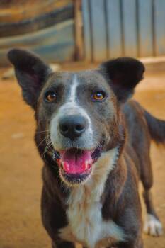 Fish -  Australian Shepherd and Labrador Retriever Dog for Adoption in San Diego, California - Fish | PetCurious