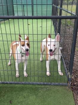 Mountain Cur Dogs Available for Adoption in Lakeland, Florida - Ron | PetCurious