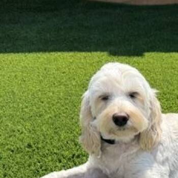 Millie -  Cockapoo Dog for Adoption in Toronto, Ontario - Millie | PetCurious